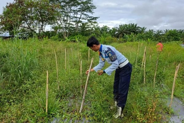 Tuai Hasil, Warga Binaan Lapas Terbuka Pasaman Panen Cabai, Kalapas Turut Serta