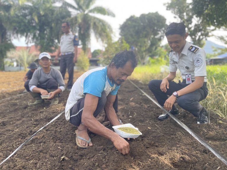 Warga Binaan Lapas Terbuka Pasaman Tanam Kacang Hijau Dukung Program Ketahanan Pangan