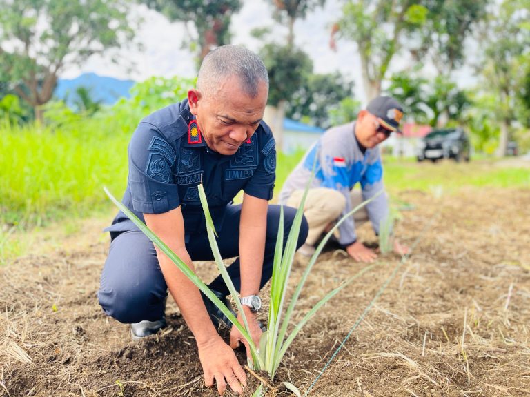 Program Pembinaan Kemandirian  Lapas Terbuka Pasaman Berlanjut dengan Budidaya Nanas