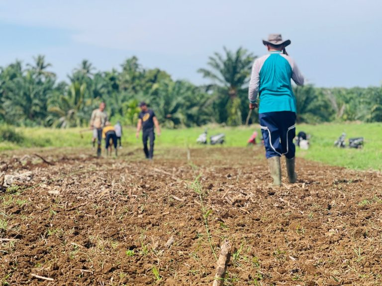 Perkuat Ketahanan Pangan, Lapas Terbuka Pasaman Manfaatkan Lahan SAE untuk Budidaya Ubi Madu Hibrida