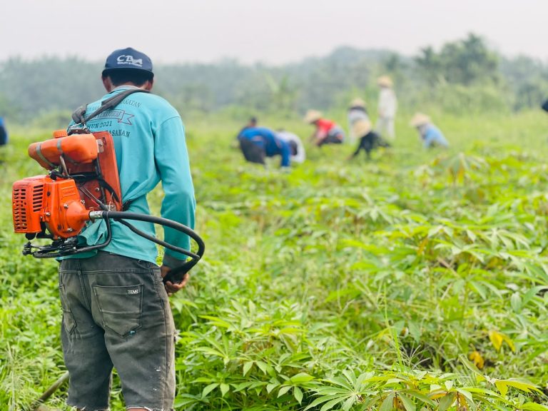 Perkuat Program Ketahanan Pangan, Lapas Terbuka Pasaman Laksanakan Evaluasi dan Monitoring Lahan Ubi SAE melalui Gotong Royong